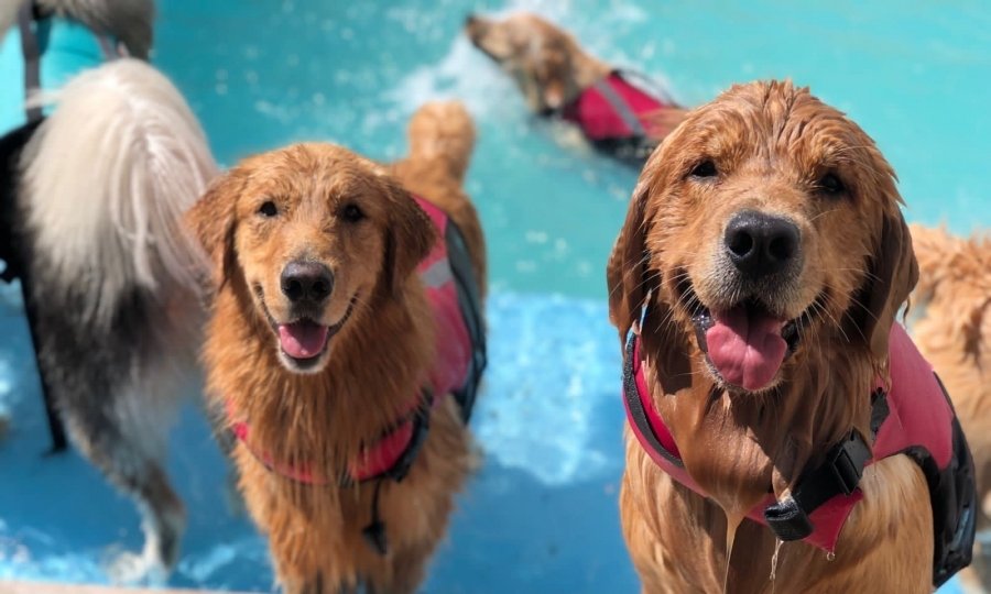 Muito além de mascotes: Brigitte e Nazaré, as Goldens que transformam a rotina no Espaço EBM