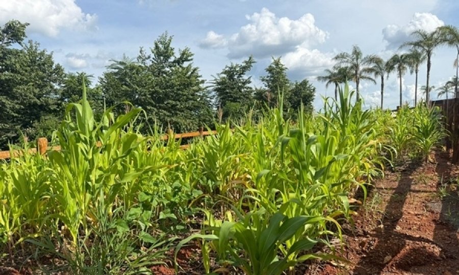 Famílias poderão produzir seus próprios alimentos dentro de condomínio, em Goiás