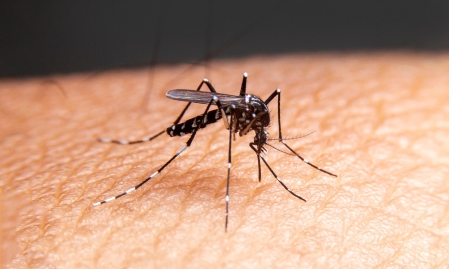 Com o aumento das chuvas, construtoras reforçam cuidados com a dengue   