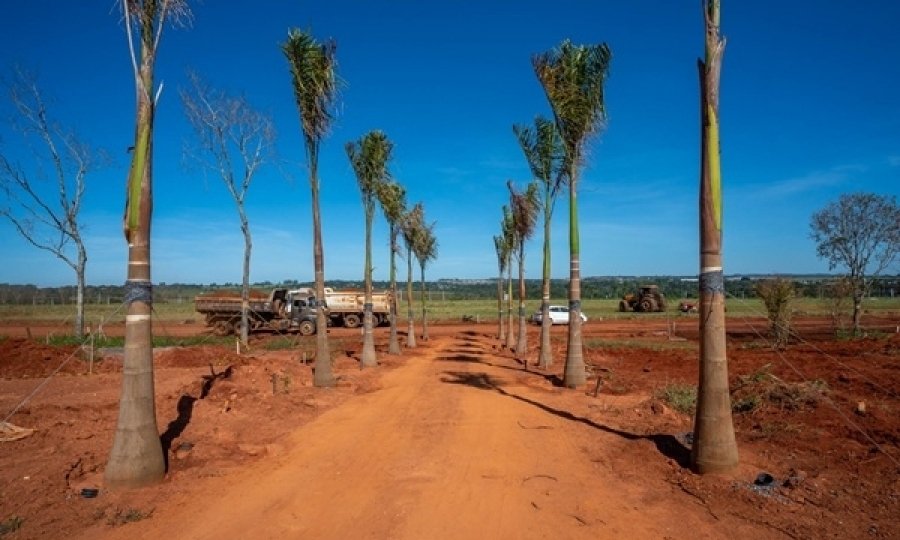 Empreendimento aposta na biodiversidade e avança com ampla arborização na região do entorno da GO-020